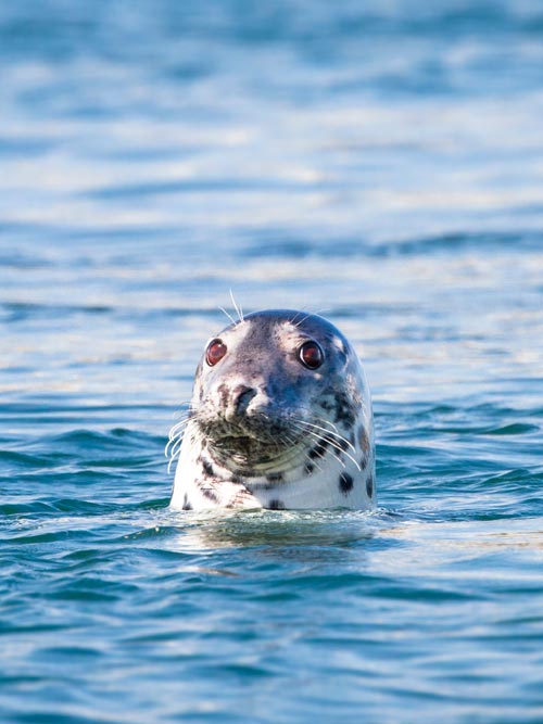 Grey seal on Islay in Scotland