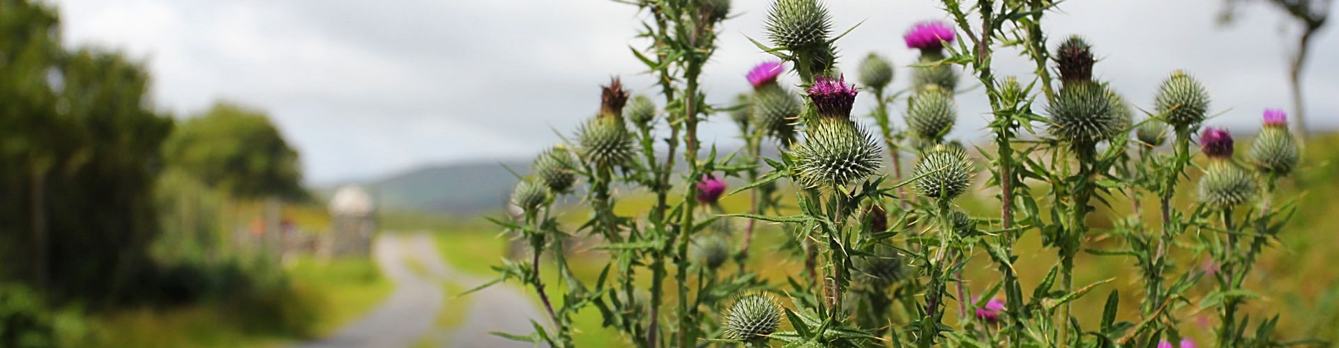 Thistles growing by the side of the road on Islay