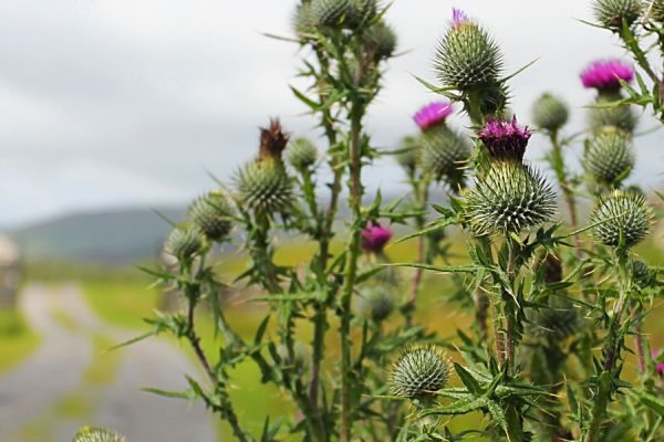 Thistles growing by the side of the road on Islay