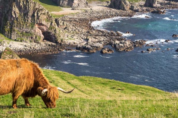 A Highland cow by the Islay coastline