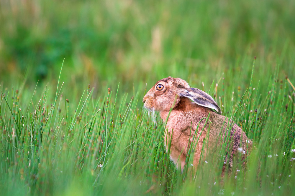 Brown Hare at the Loch Gruinart RSPB Nature Reserve