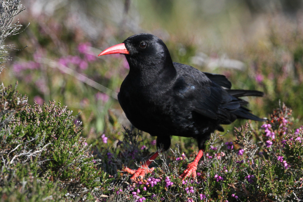 A Chough, black bird with a red bill