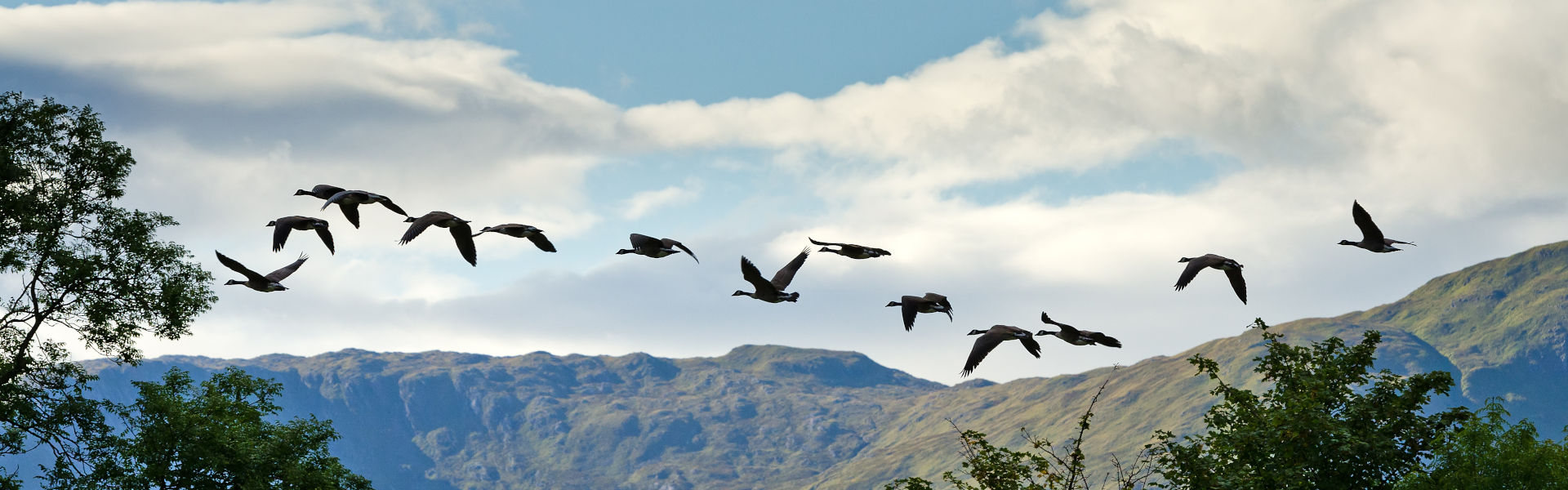 A flock of geese migrating on the west coast of Scotland
