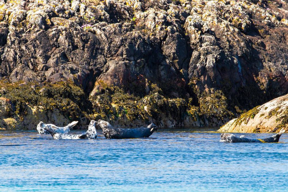 Grey seals basking in the sun on the rocks at Port Wemyss, Islay