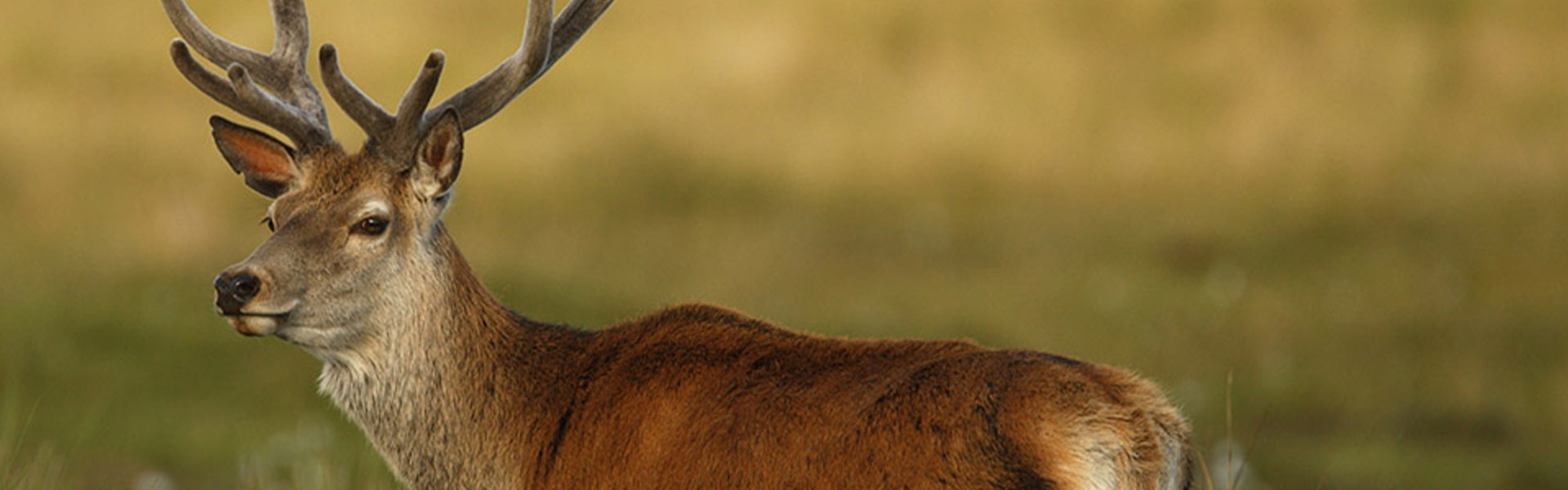 A deer standing in grass