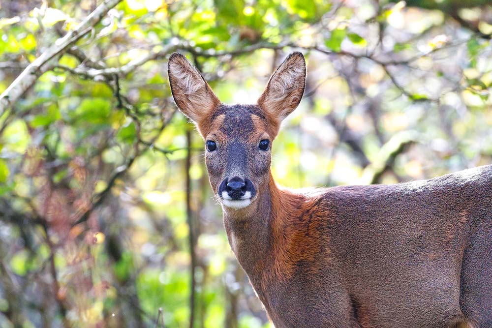 A deer looks into the camera