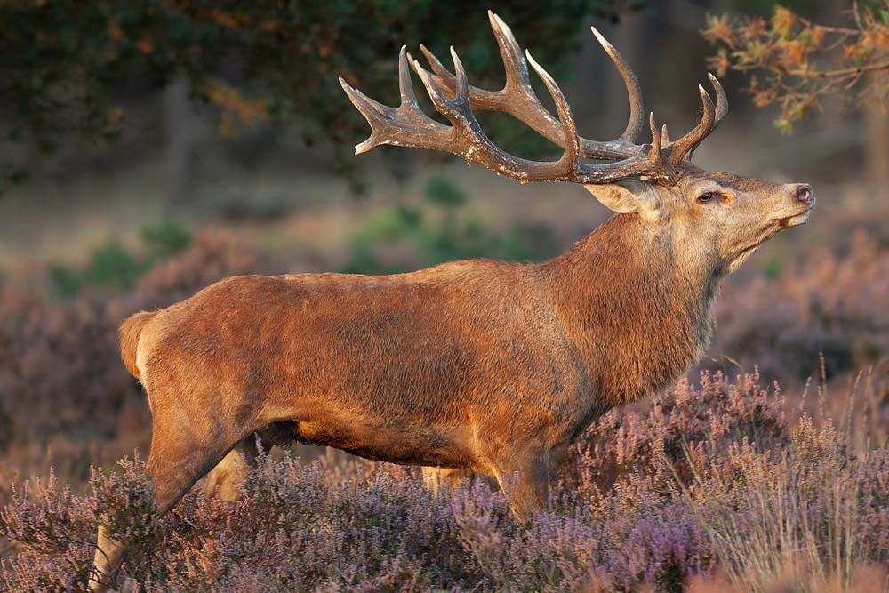 A deer stag with large antlers in heather