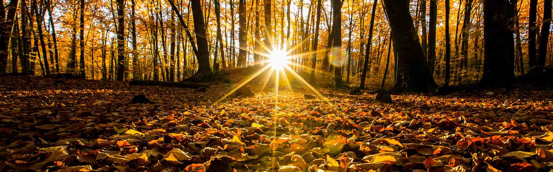 A sunset through trees on a leafy autumnal woodland floor