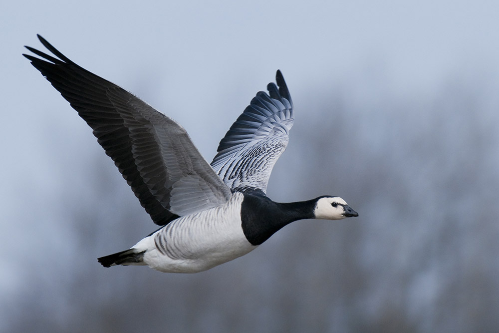 A barnacle goose in flight