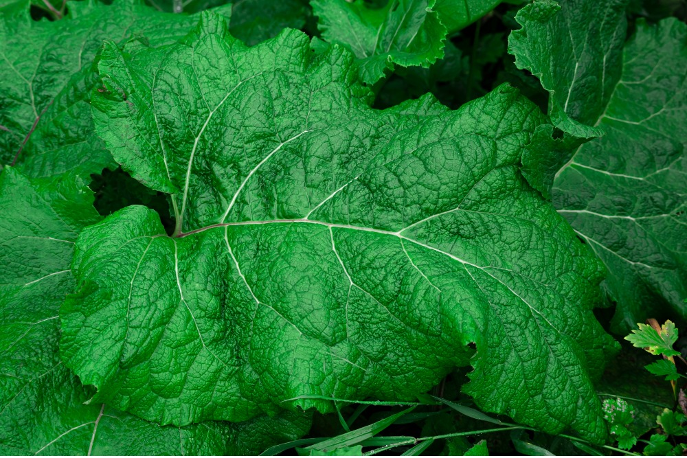 Big green bush fresh burdock leaf