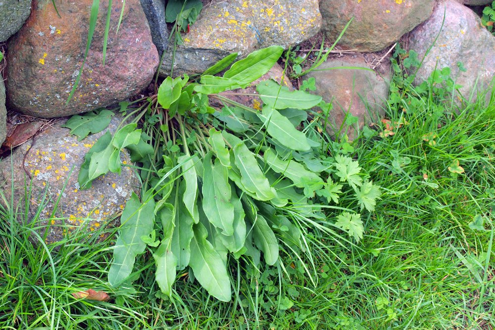 Bunch of wild sorrel leaves growing near stone wall