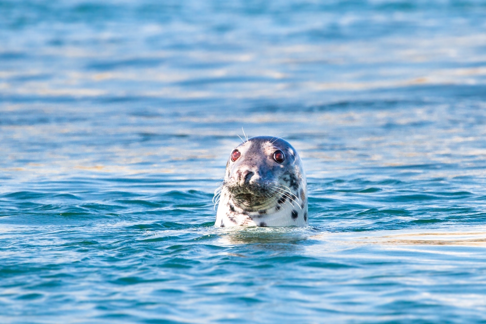 Grey seal (Halichoerus grypus) poking its head out of the water