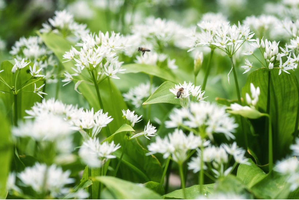 Ramson (wild leek) or wild garlic during flowering season