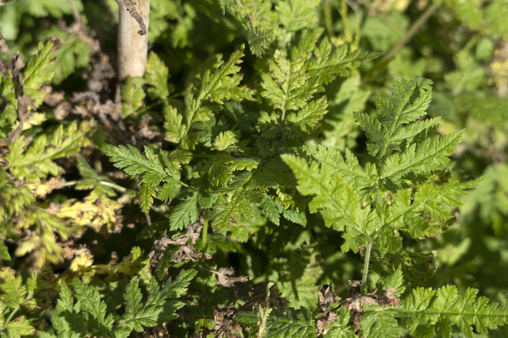 Sweet Cicely