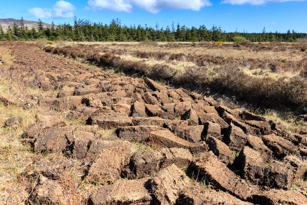 Cut peat for whisky distilleries on Islay