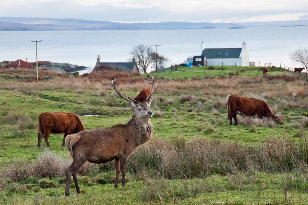 Red deer on the isle of Jura, Scotland