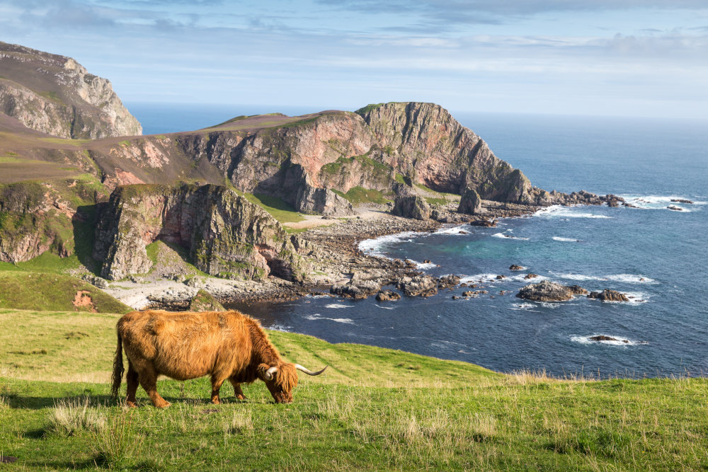 A Highland cow by the Islay coastline