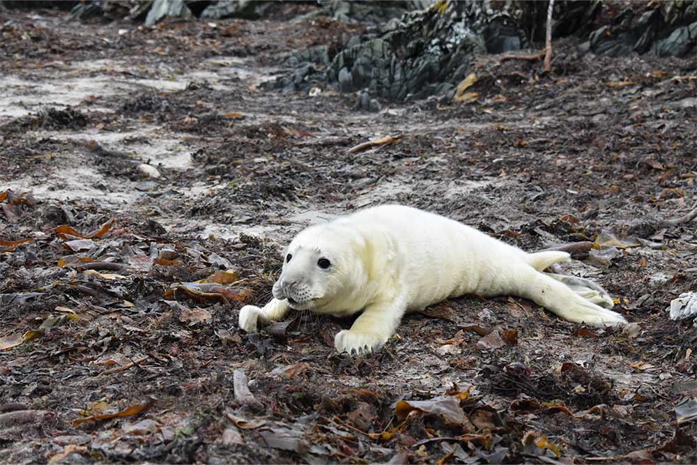 A white seal pup on rocks on Colonsay.