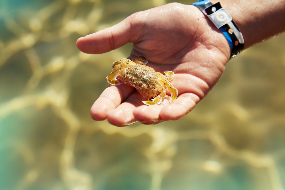Hand with caught crab