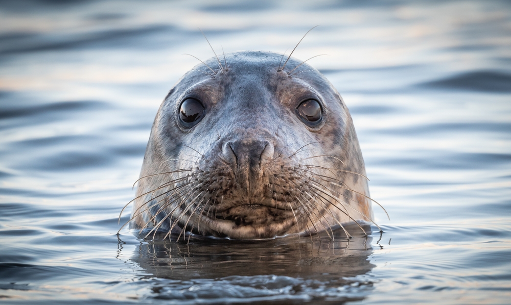 A Grey Scottish Seal poking his head out of the water in the sea