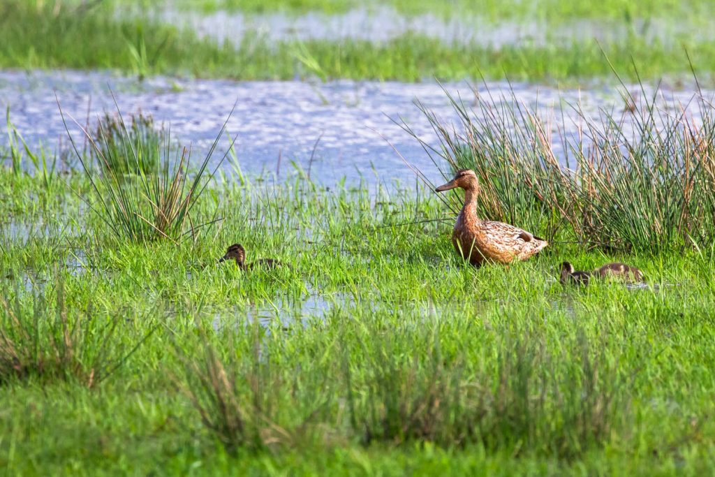 Ducks beside Loch Gruinart on Islay